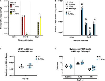 Escape of TLR5 Recognition by Leptospira spp.: A Rationale for Atypical Endoflagella